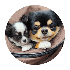 Chihuahua Brother Leo&Gumi