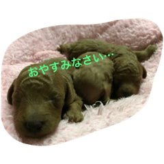 dogislife