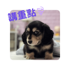 熊哥與短弟的日常II