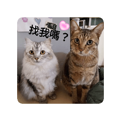 可愛的虎牛