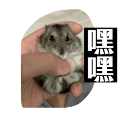胖瓜的憨鼠生活