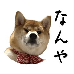 Komugi_20250222133857