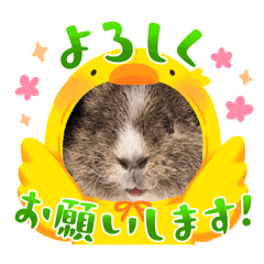 yui_20250222182534