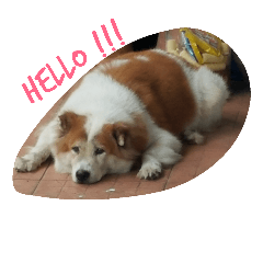 Bangkeaw dog text
