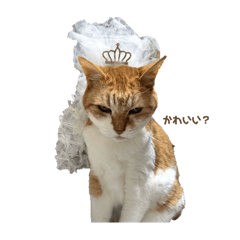 pepe_20250222190216