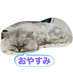 Lily_20250222220742