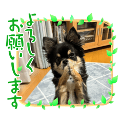 sachi_20250222140816