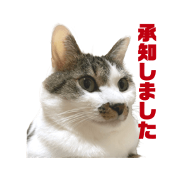 Mao_20250222150215