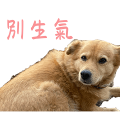 旺萊小笨狗