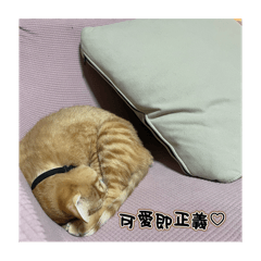 橘貓多的廢話