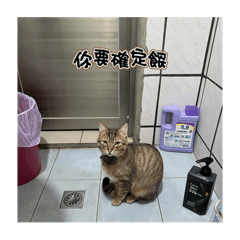 虎斑錢錢廢話篇