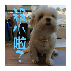BeBe狗狗