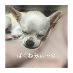 I am dog !  2