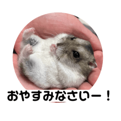 Hachi_20250223095142