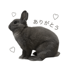 ami_20250223021558