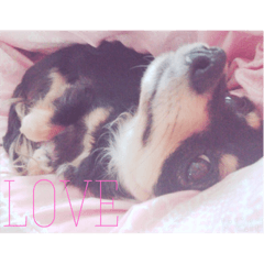 dog kotarou.