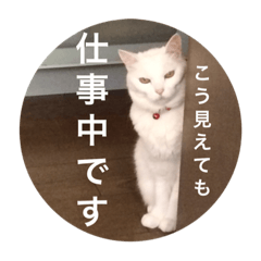 白猫みいこ vol.1