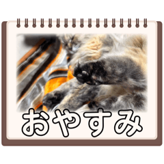 yuki_20250222175841