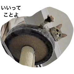 no_20250223000537
