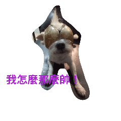 小隻馬的日常生活