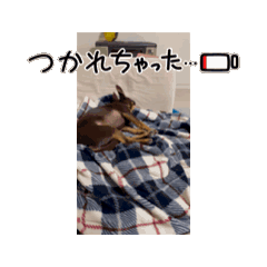 tamago_20250223115317