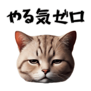 Negative Cat dayo