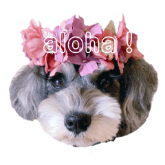 lulu_20250223012044