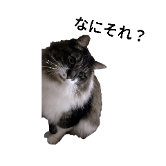miko_20250223075553