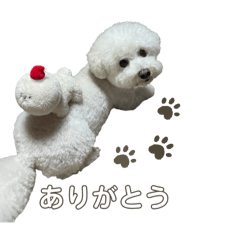 piyo_20250222232015