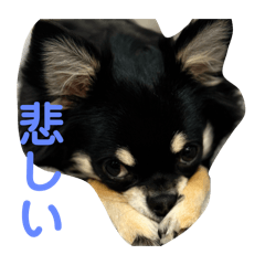 チワワの可愛いちょこ
