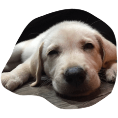 Good Dog vv