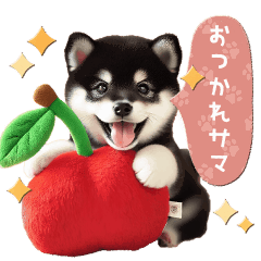 Moving Cute black Shiba Inu Spring