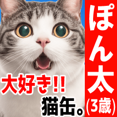 cat election