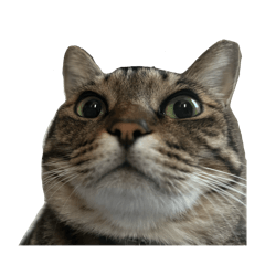 Muuta_kigi