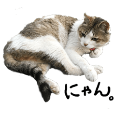 Japanese Cat Stickers Nyan