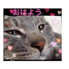 gu-tan no nichijyo