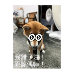 搗亂的柴寶