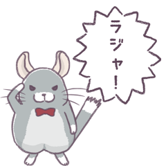 Chinchilla!