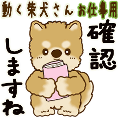 Moving Shiba-inu 2025 (For work)