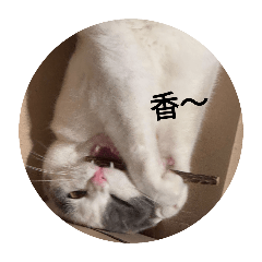 于桐貓
