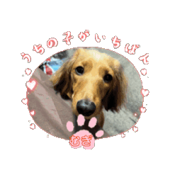 かわいさ100ぱーせんと！