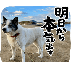 Momochan Stamp(
