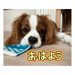 COCO_20250224085150