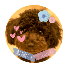 Toy Poodle TEN Vol.1/Japanese-English