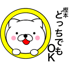 Name cat Kashimoto