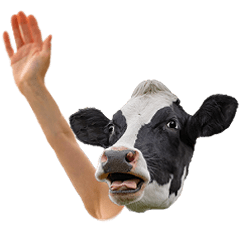 moving! funny almost cow