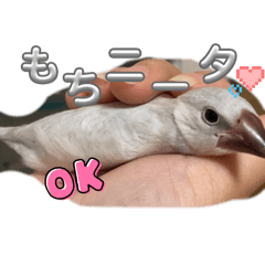 seira_20250223172115