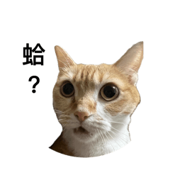 白痴貓1