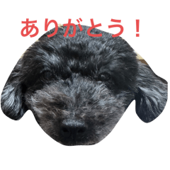 momo_20250223191952