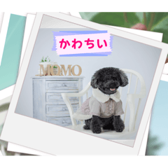 momo_20250224084250